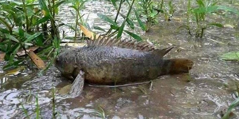 Sự mạnh mẽ của cá rô ám chỉ năng lực vượt qua khó khăn của chủ mộng