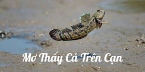 Mơ thấy cá trên cạn